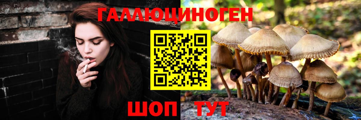 Псилоцибиновые грибы Psilocybine cubensis Тихорецк